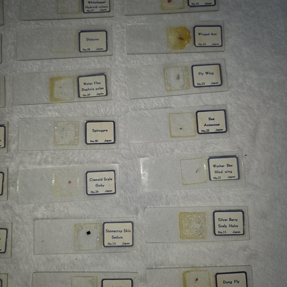 30 Microscope Slide Collection - Picture 3 of 9